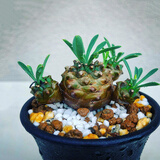 峨眉山植物新款 峨眉山植物21年新款 京东