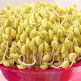 豆苗菜价格报价行情 京东