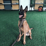 黑狼犬价格报价行情 京东