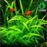 水蓑衣水草新款 水蓑衣水草21年新款 京东 水蓑衣水草新款 水蓑衣水草21年新款 京东