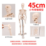 骨骼标本图片 京东