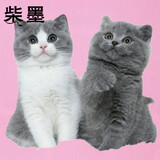 蓝白英短价格报价行情 京东