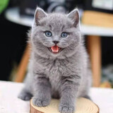 蓝白英短价格报价行情 京东