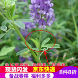 苜蓿种子紫花牧草价格报价行情 京东 苜蓿种子紫花牧草价格报价行情 京东
