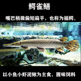 肉食宠物鱼排行 京东