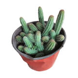 白檀多肉植物品牌及商品 京东