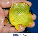 观赏比目鱼新款 观赏比目鱼21年新款 京东