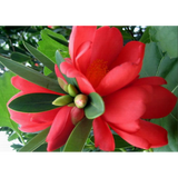 杜鹃山茶花新款 杜鹃山茶花21年新款 京东 杜鹃山茶花新款 杜鹃山茶花21年新款 京东