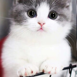 蓝白英短价格报价行情 京东