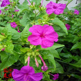 紫茉莉花籽新款 紫茉莉花籽21年新款 京东 紫茉莉花籽新款 紫茉莉花籽21年新款 京东