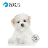 Image result for 烟å°é©¬çЬ