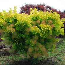 虹越乔木价格报价行情 京东