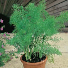 茴香菜种子新款 茴香菜种子21年新款 京东