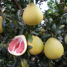 果树苗红肉柚子价格报价行情 京东