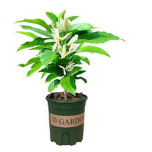 白兰花叶新款 白兰花叶21年新款 京东