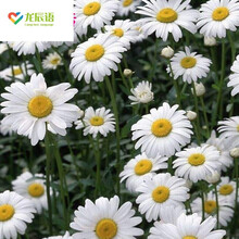 白菊种子新款 白菊种子21年新款 京东