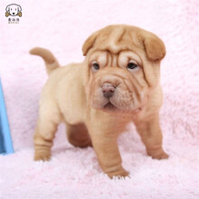 沙皮狗皱皮狗图片 京东