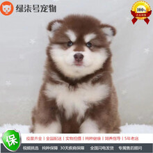 大型宠物犬价格报价行情 京东