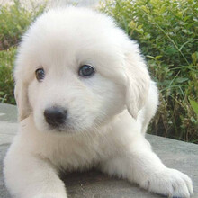 大白熊犬幼犬新款 大白熊犬幼犬21年新款 京东