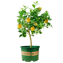 盆栽植物金桔树 京东 盆栽植物金桔树 京东