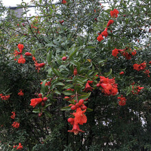 石榴花价格报价行情 京东