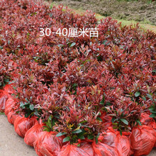 红叶石楠苗价格新款 红叶石楠苗价格21年新款 京东