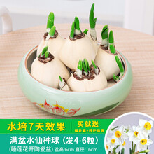 睡莲球根价格报价行情 京东