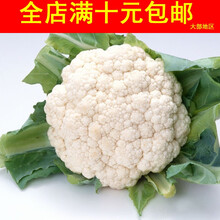 白菜花价格报价行情 京东 白菜花价格报价行情 京东