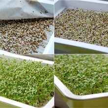 苜蓿草种子紫花价格报价行情 京东