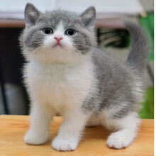 蓝白英短价格报价行情 京东