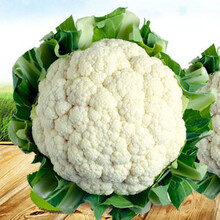 花椰菜营养价格报价行情 京东 花椰菜营养价格报价行情 京东