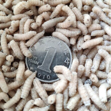 蛆虫活体图片 京东