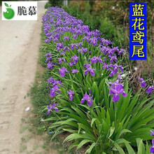 夏季花种新款 夏季花种21年新款 京东