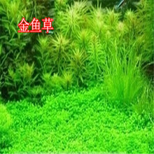 金鱼草水草品牌及商品 京东