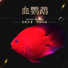 菠萝鱼鹦鹉鱼价格报价行情 京东