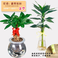 房间盆栽价格报价行情 京东