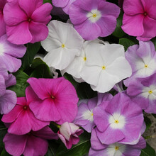 切花向日葵 京东