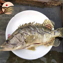 桂花鱼价格及图片表 京东