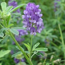 苜蓿草种子价格报价行情 京东