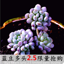 蓝豆多肉价格报价行情 京东