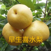水梨苗木品牌及商品 京东