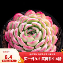 多肉花月夜新款 多肉花月夜21年新款 京东 多肉花月夜新款 多肉花月夜21年新款 京东