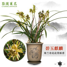 室内盆栽花名品牌及商品 京东