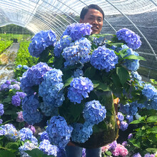 洋绣球花价格报价行情 京东