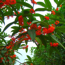 美丽之冠大树公馆价格报价行情 京东