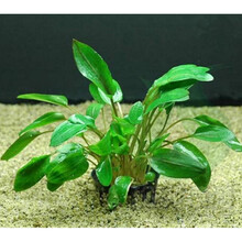 水蓑衣水草新款 水蓑衣水草21年新款 京东