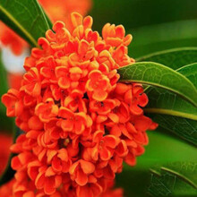 状元红树苗价格报价行情 京东