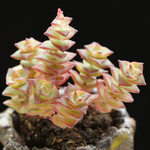 十字星锦多肉图片 京东