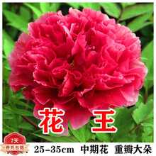 牡丹芍药价格报价行情 京东