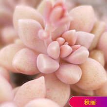多肉秋丽新款 多肉秋丽21年新款 京东